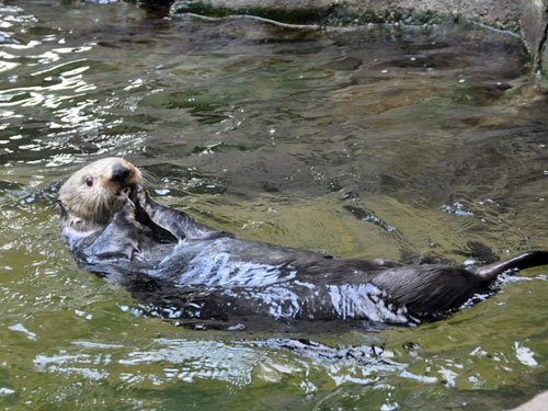 photo Alaska sea otter / <span class='cursive'>Enhydra lutris kenyoni</span> 