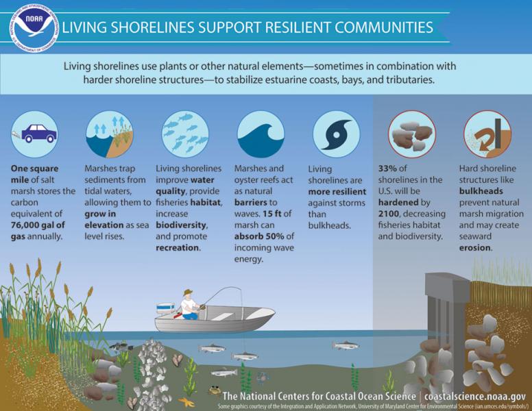 Infographic showing examples of living shoreline