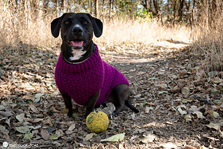 Easy Crochet Dog Sweater for Large, XL, and XXL Dogs 