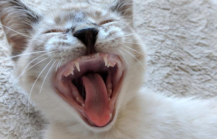 How Many Teeth Does a Cat Have? PetSchoolClassroom
