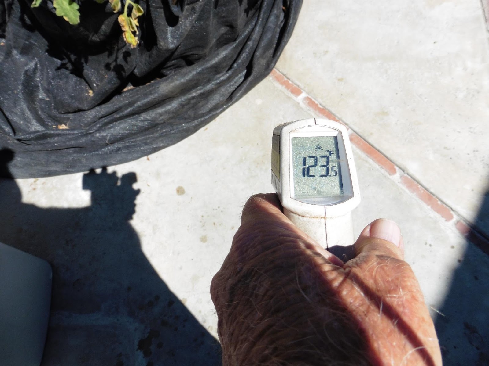 Thermometer reading 123 degrees on patio near tomato plant