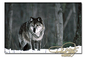 Wolves are increasing in Michigan