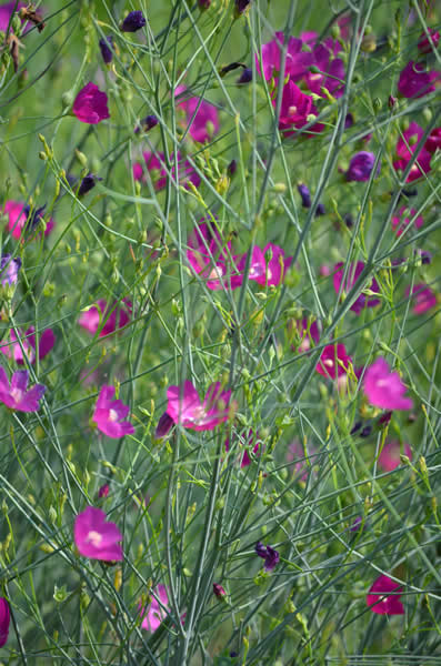Callirhoe-digitata-Fringed-Poppy-Mallow-flower.jpg