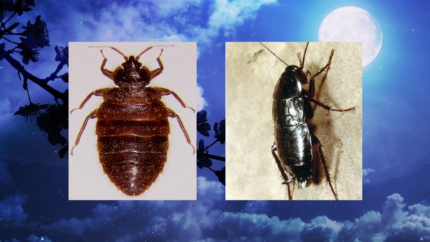 baby cockroach vs bed bug