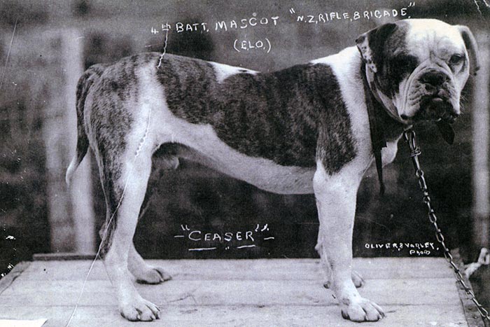 Caesar the Anzac dog - Online Cenotaph - Auckland War Memorial Museum