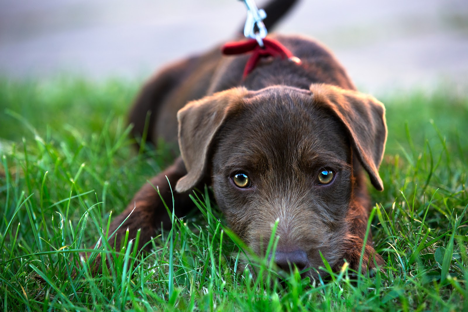 patterdale terrier laying in the grass