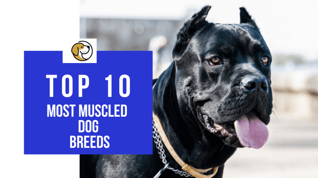 muscled dog breeds