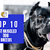 Top 10 most muscled dog breeds