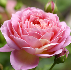 rose absolute