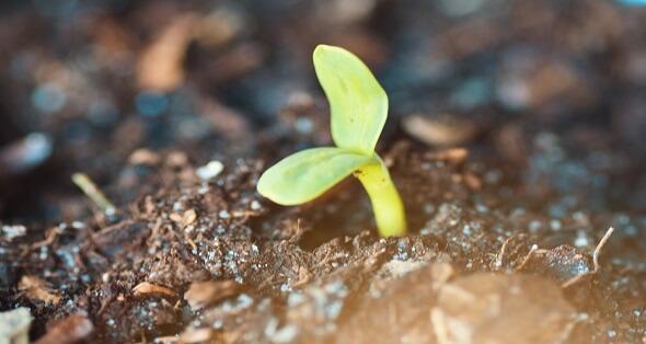 C:\Users\HP\Desktop\Content Dev\Fighting Germs\selected\soil-plant.jpg