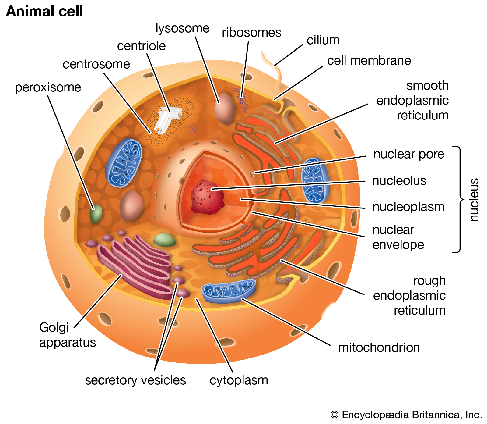 Animal Cell