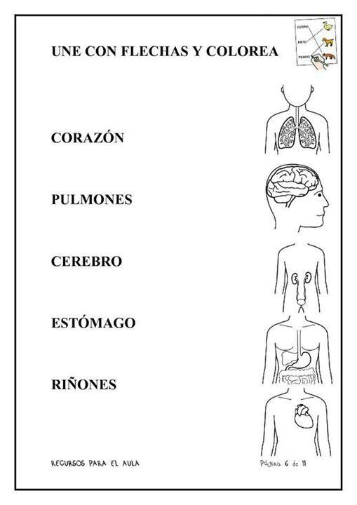 Resultado de imagen de talleres partes internas  del cuerpo humano grado 2