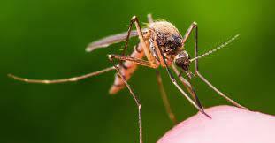 Cómo ahuyentar a los mosquitos en temporada de lluvias: 1 poderoso truco  con jabón zote