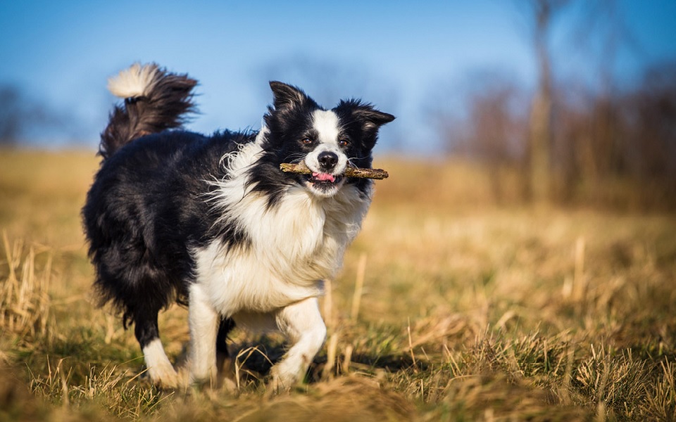 Are Border Collies Good With Kids and Family? FurryHerders
