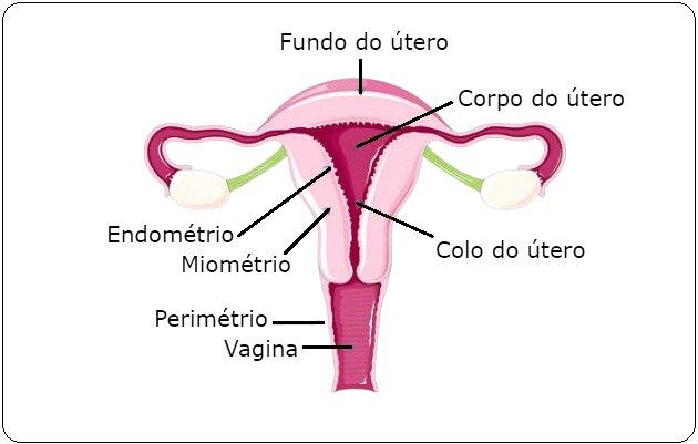 útero sistema reprodutor feminino