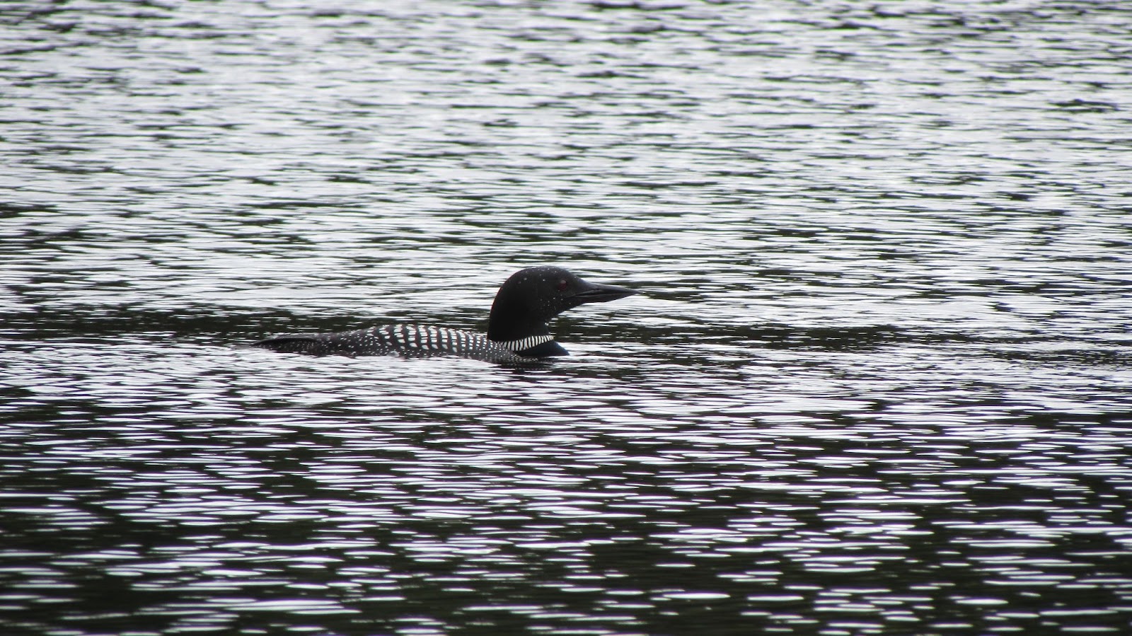 A Common Loon swimming in a lake.