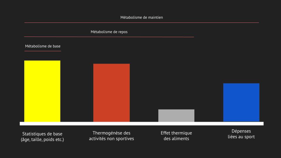 Les 4 composantes du métabolisme.