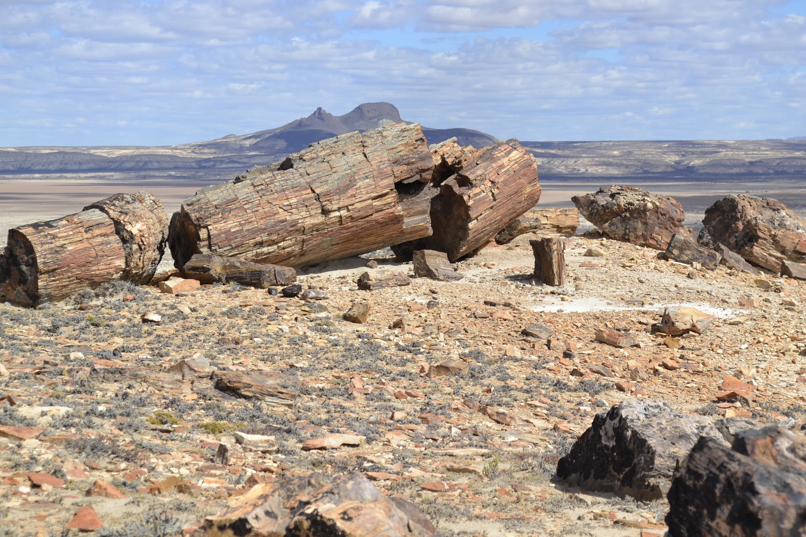 Bosques Petrificados en la Patagonia Argentina - Patagonline