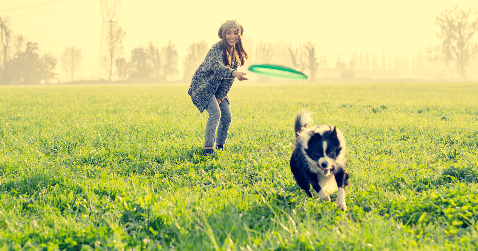 Woman in field throwing frisbee for running Border Collie