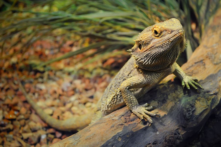 Are Bearded Dragons Smart