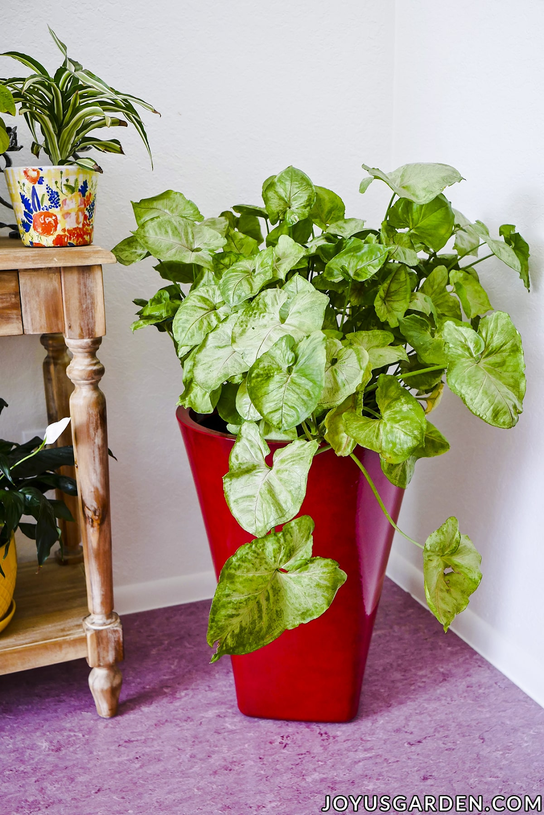 Arrowhead Plant (Syngonium podophyllum)