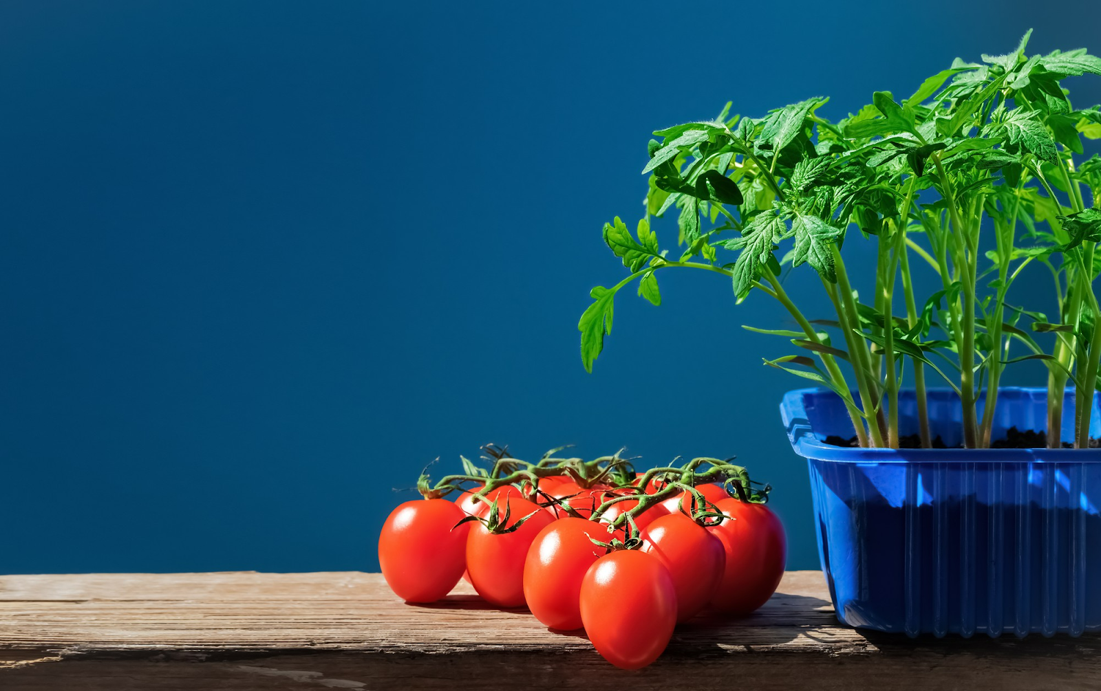 Întreținerea plantelor de roșii pe parcursul sezonului