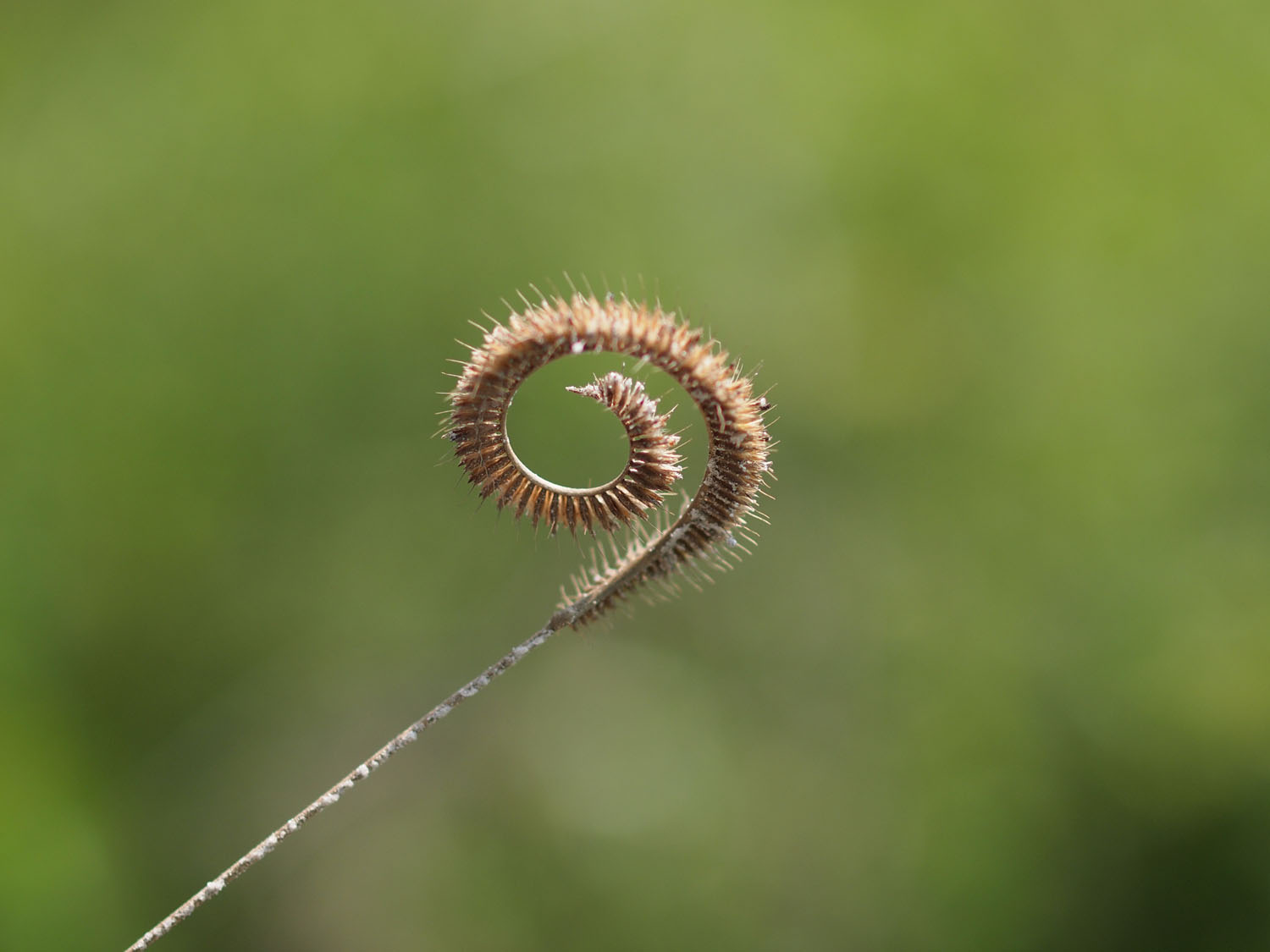 Toothache Grass