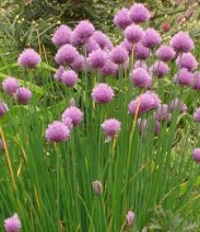 chives