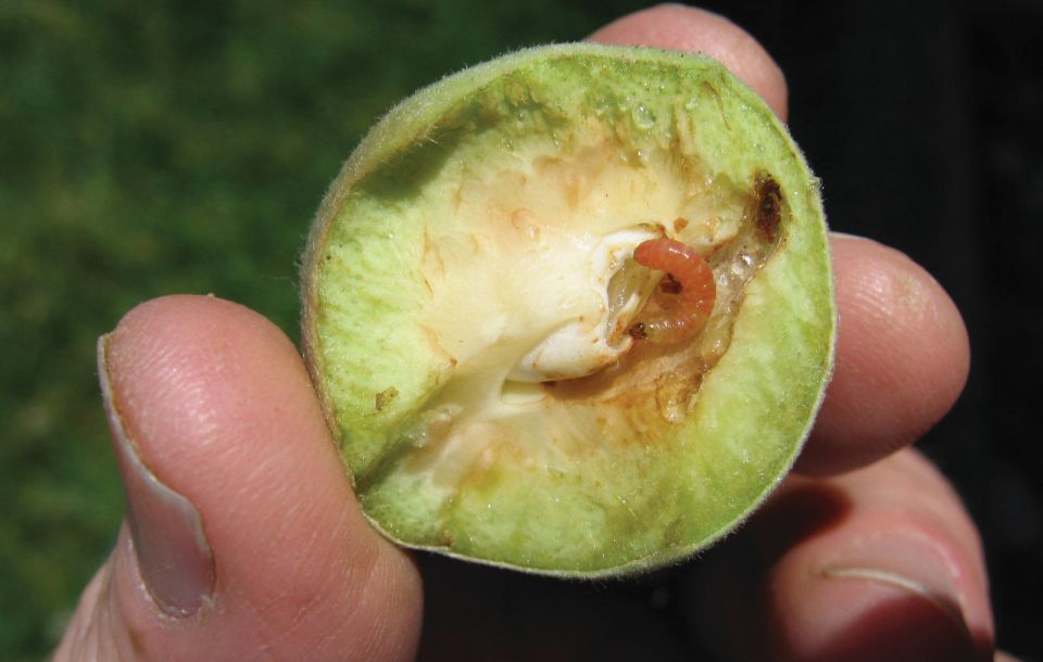 Oriental fruit moth larva is visible in a bisected unripe fruit. 