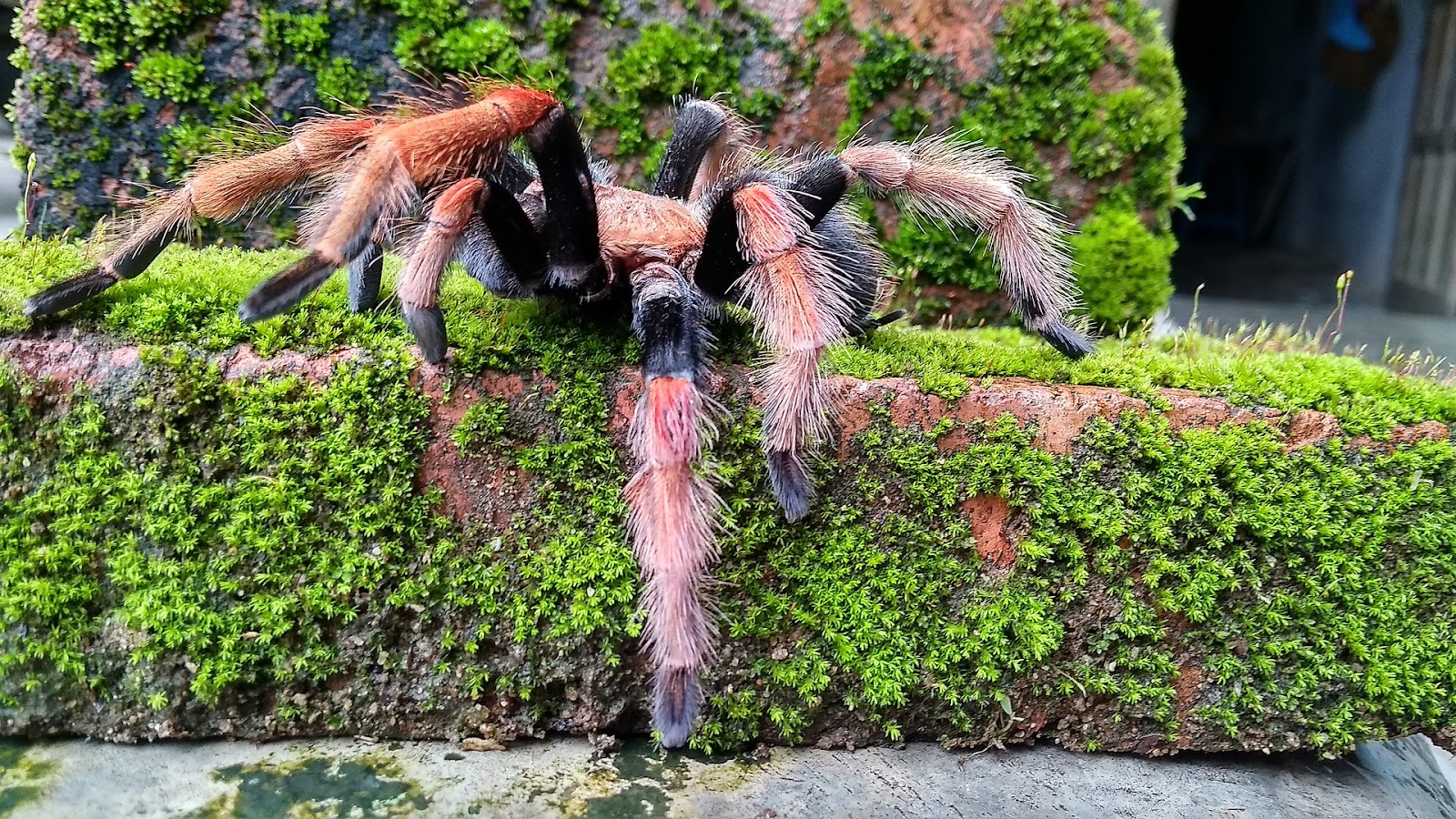 Tarantula on mossy ledge