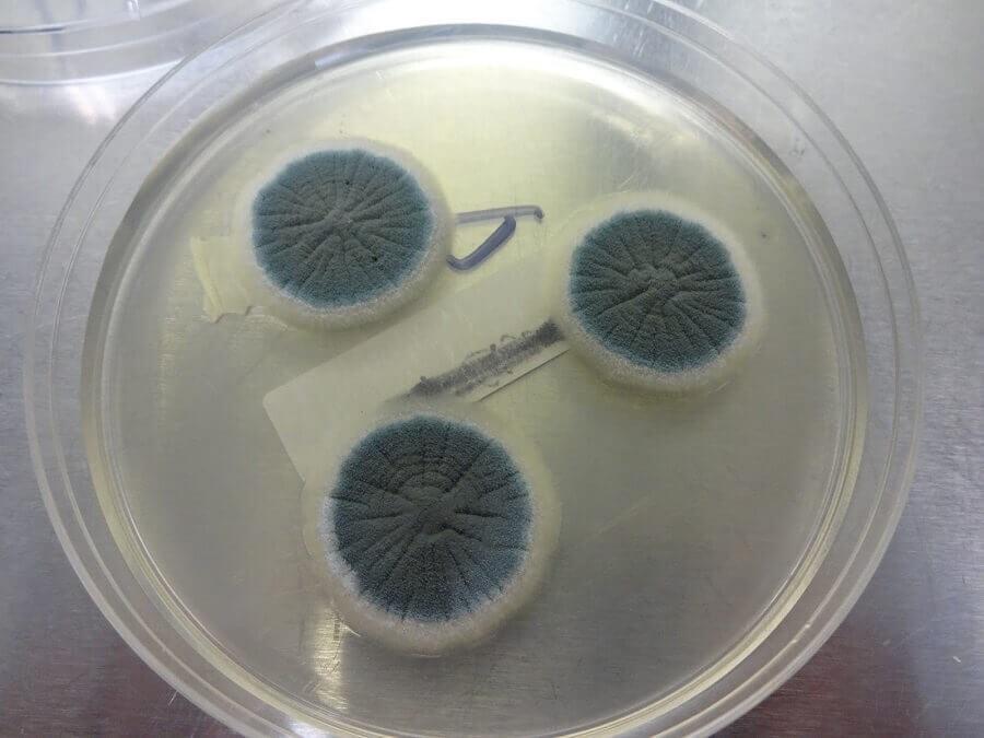 Aspergillus clavatus | Mycology | Online Microbiology Notes