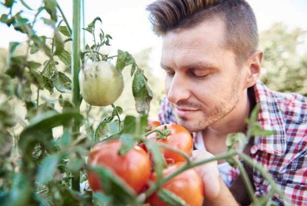 C:\Users\SONY\Desktop\томаты открытый грунт\close-up-on-man-looking-at-his-tomatoe-crop.jpg