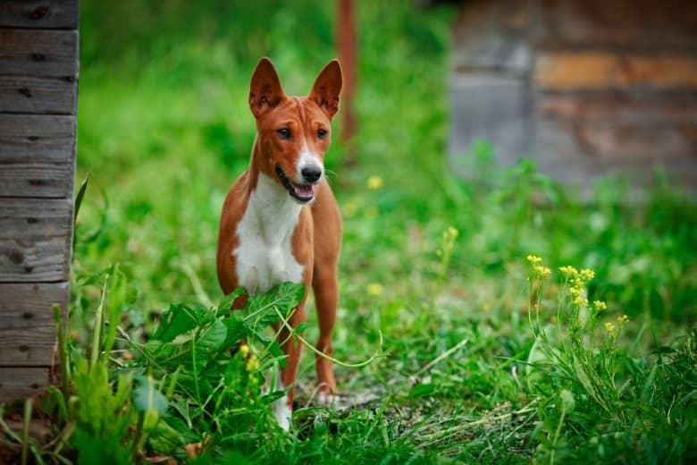 A Basenji dog standing magnificently on the grass