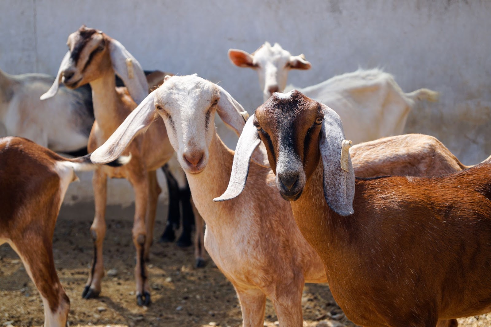 cabras marrons olhando o que faz um zootecnista 