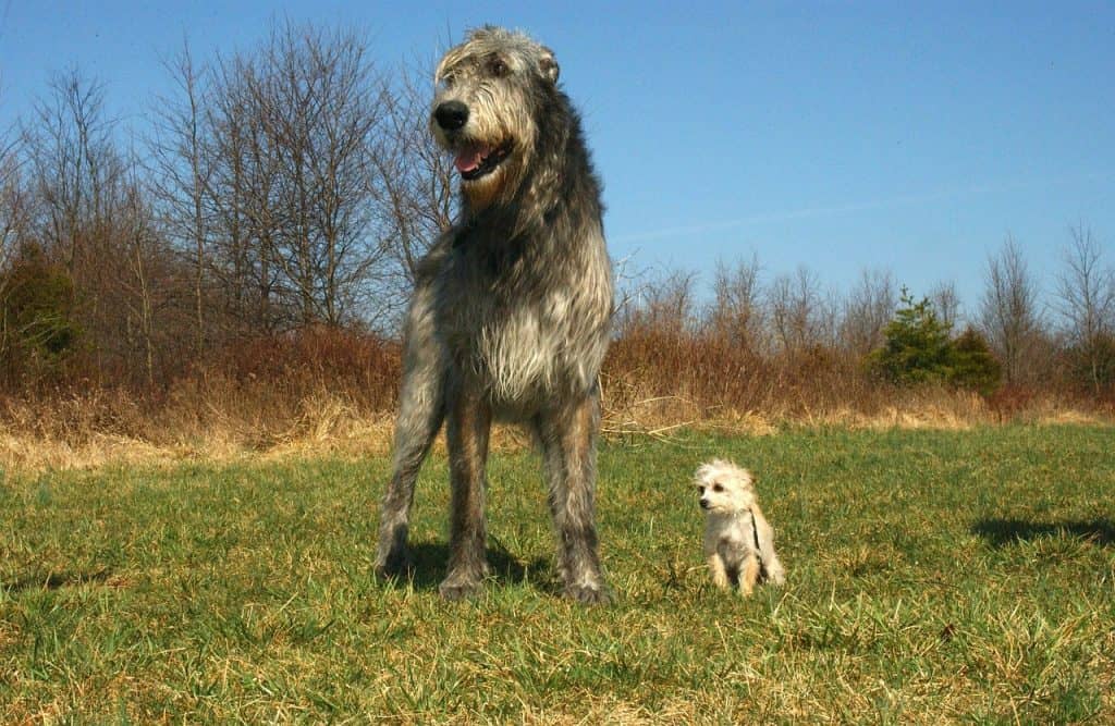an Irish Wolfhound standing next to a very small puppy