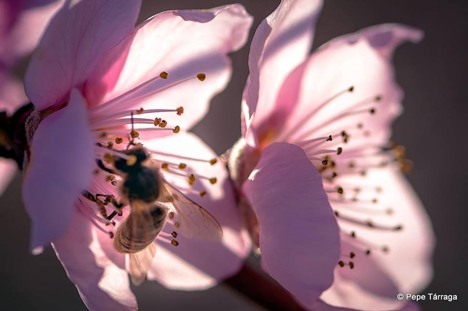 La imagen puede contener: flor, planta, naturaleza y exterior