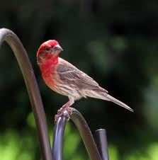 Image result for purple finch