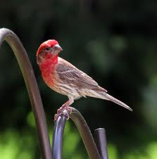 Image result for purple finch