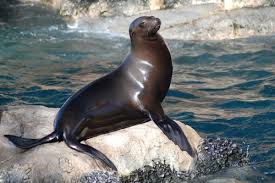 Sealion - habitat, diet, size and species with images | AnimalsPal