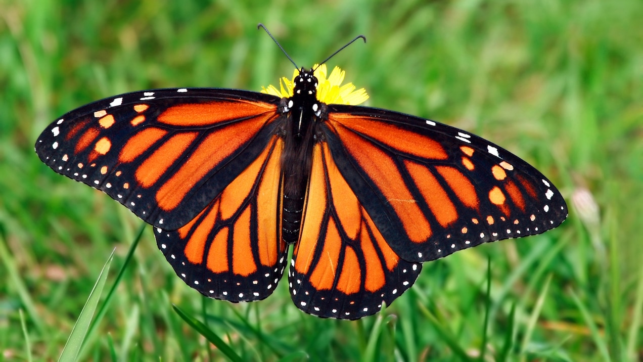 Monarchs are large, beautifully colored butterflies that are easy to recognize by their striking orange, black, and white markings.