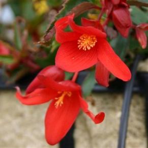 Image result for begonia summerwings deep red