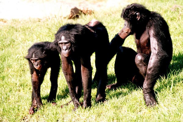 Group of pygmy chimpanzees
