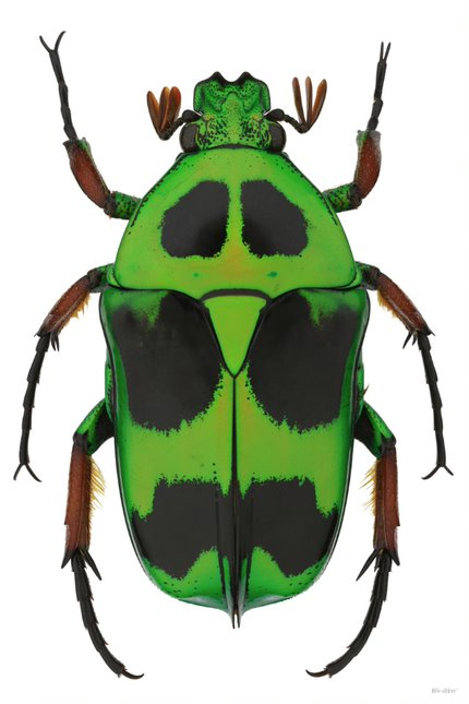 Flower Beetle 2015