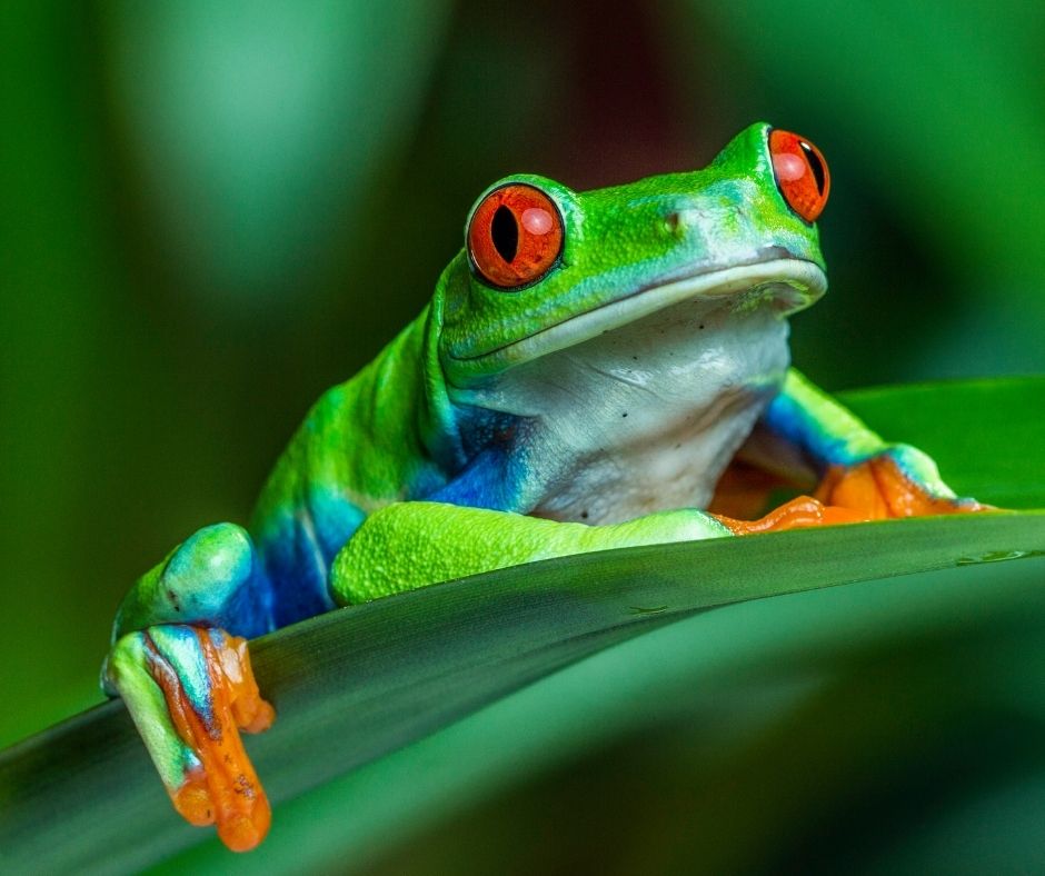 The Red Eyed Frog, Costa Rica