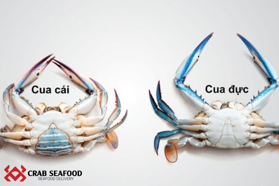 Hấp cua bao lâu để cua chín vừa và thơm ngon? - Crab Seafood