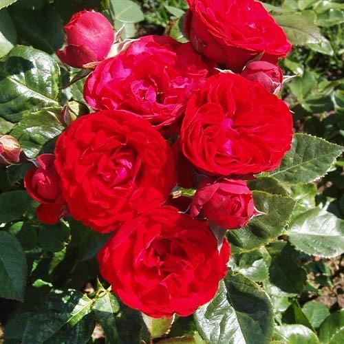 Роза Hot Rokoko (саженец) купить в Киеве, Украине недорого | Florium.ua