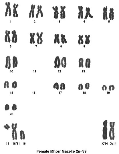 Karyotype of female Mhorr gazelle with 2n=39