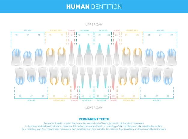Vector realistic human teeth infographics