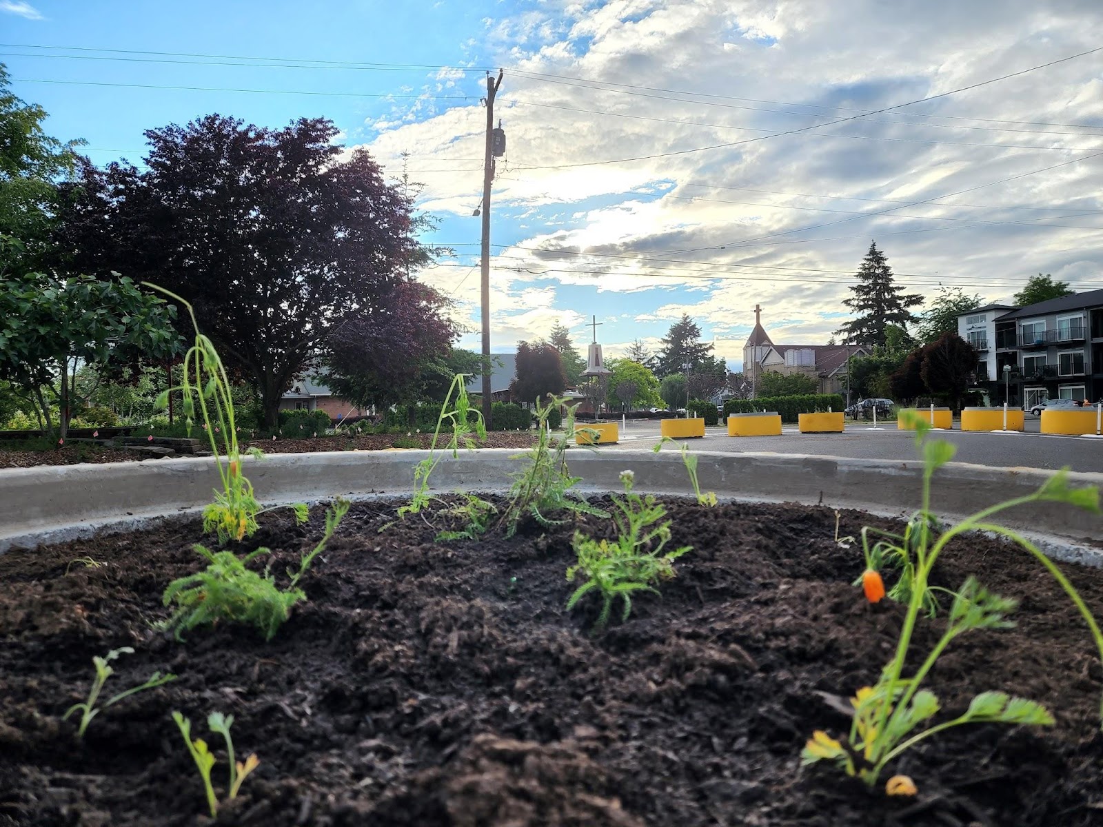 The image is a picture of yarrow and California poppies within the yellow, concrete planters located at the Arleta Triangle Square. The sun is illuminating the clouds above during sunset in Portland, Oregon.