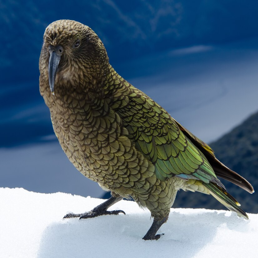 Pasărea Kiwi - reproducere